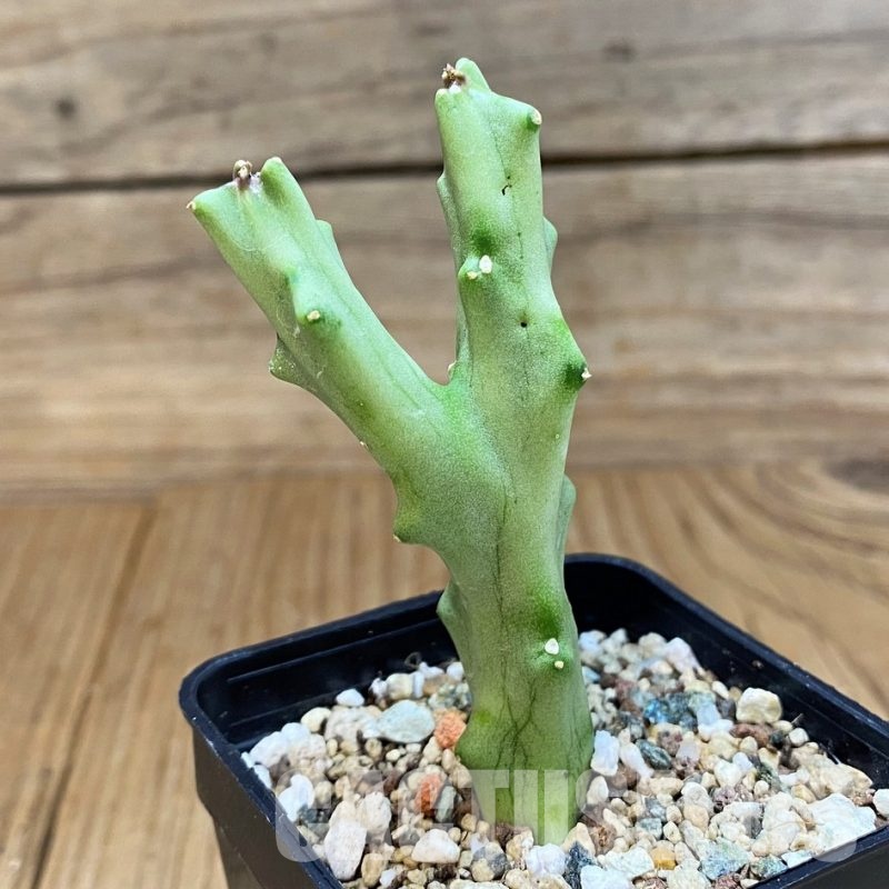 SH29566 Caralluma flava