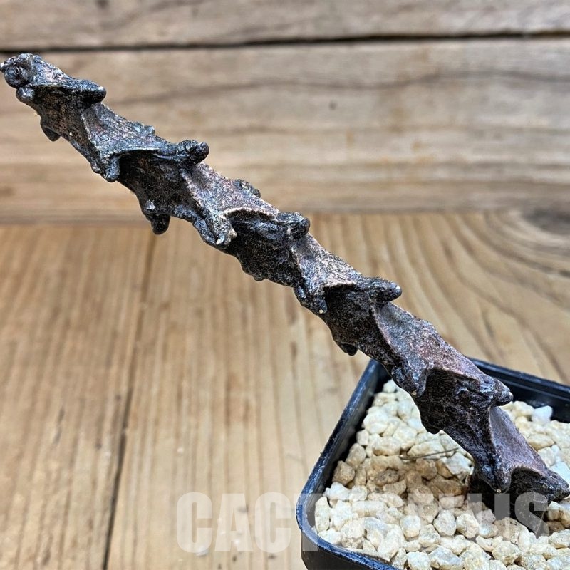 SH29530 Ceropegia bosseri