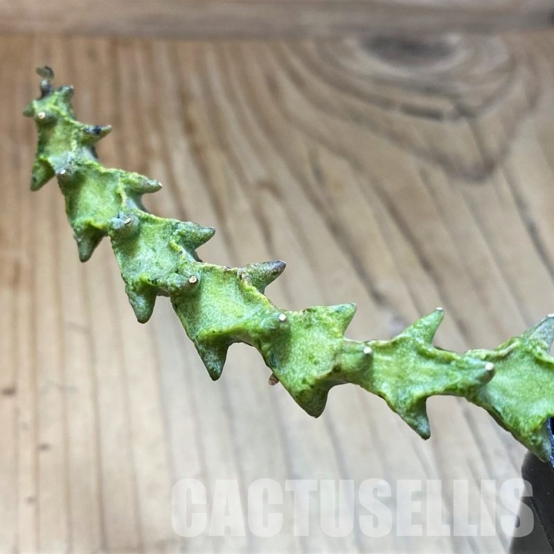 SH29532 Ceropegia simoneae ‘Green Form’