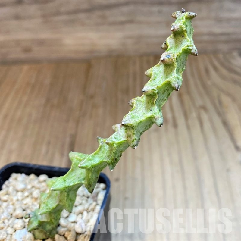 SH29533 Ceropegia simoneae ‘Green Form’