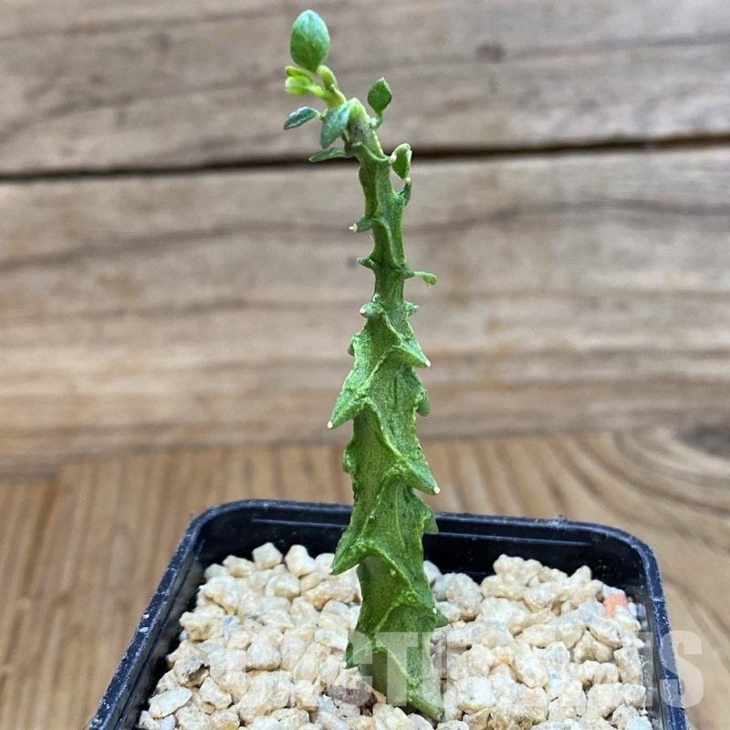 SH29534 Ceropegia simoneae ‘Green Form’