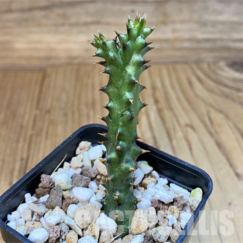 SH29535 Edithcolea grandis