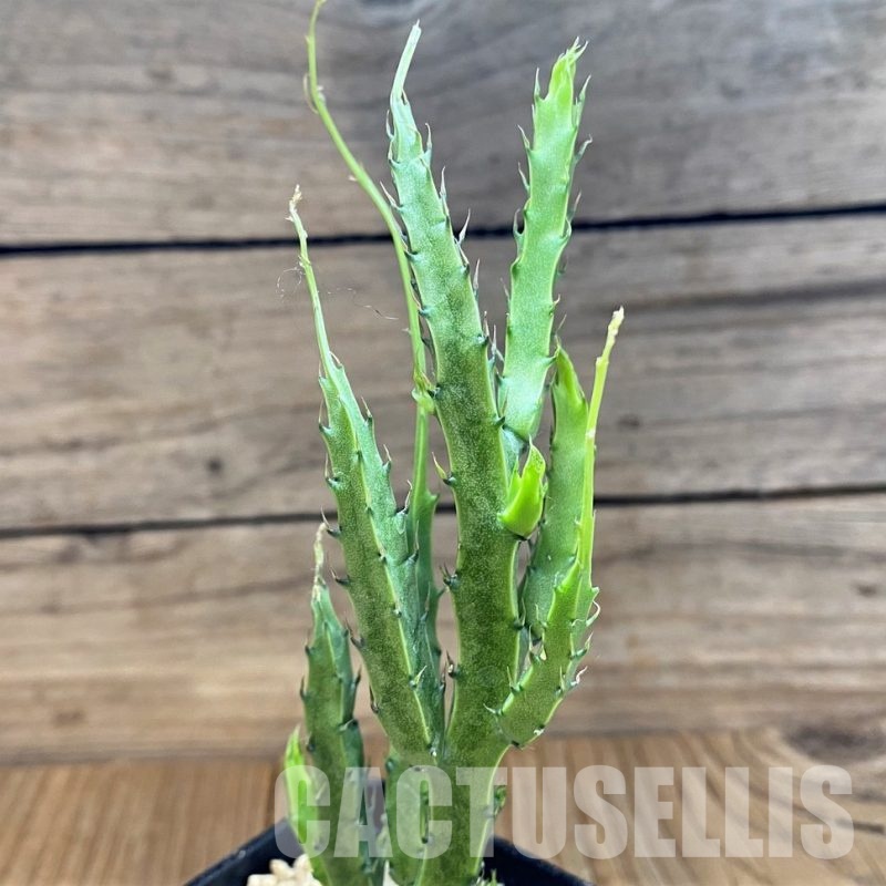 SH29536 Caralluma flavovirens