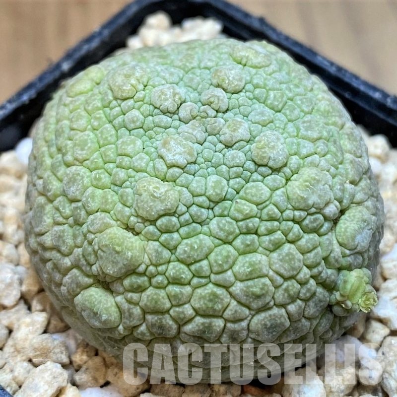 SH29538 Pseudolithos migiurtinus