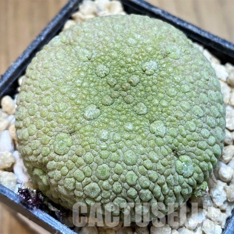 SH29539 Pseudolithos migiurtinus