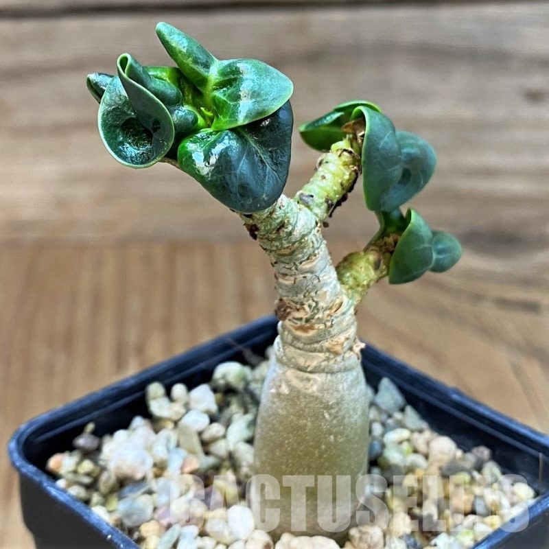 SH29568 Adenium arabicum DHA