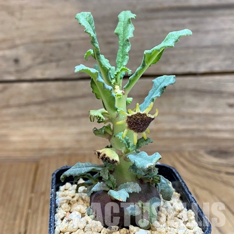 SH29541 Dorstenia hildebrandtii