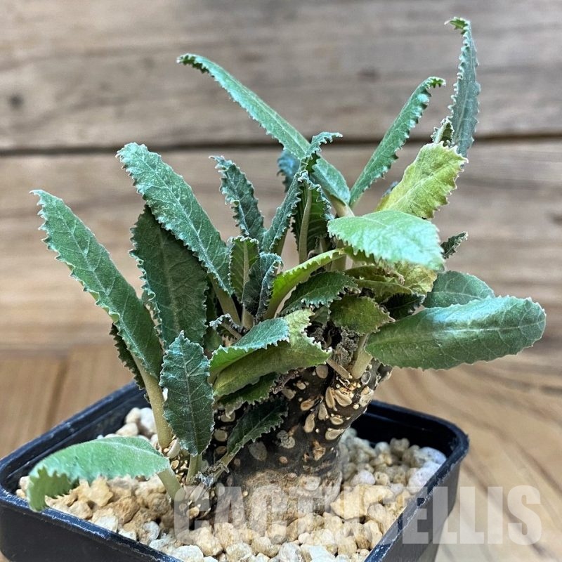 SH29542 Dorstenia hybrid f. cristata