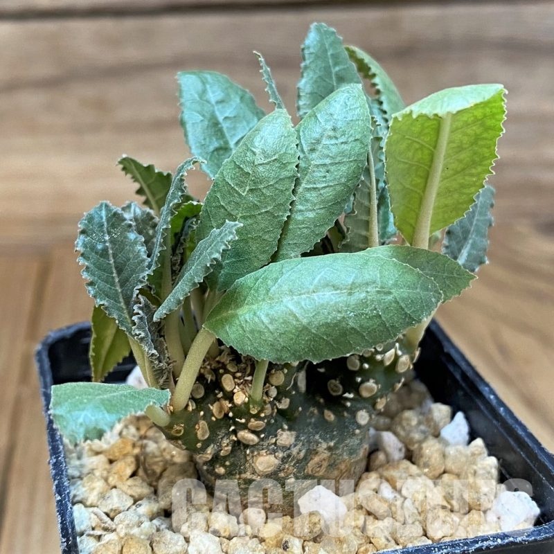 SH29543 Dorstenia hybrid f. cristata