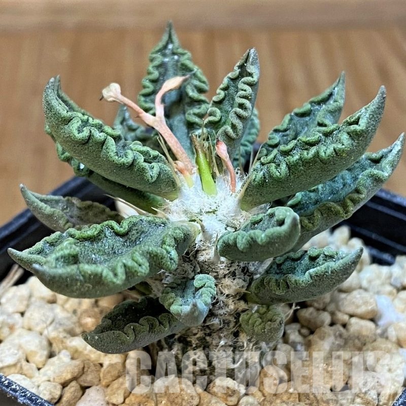SH29546 Euphorbia tulearensis
