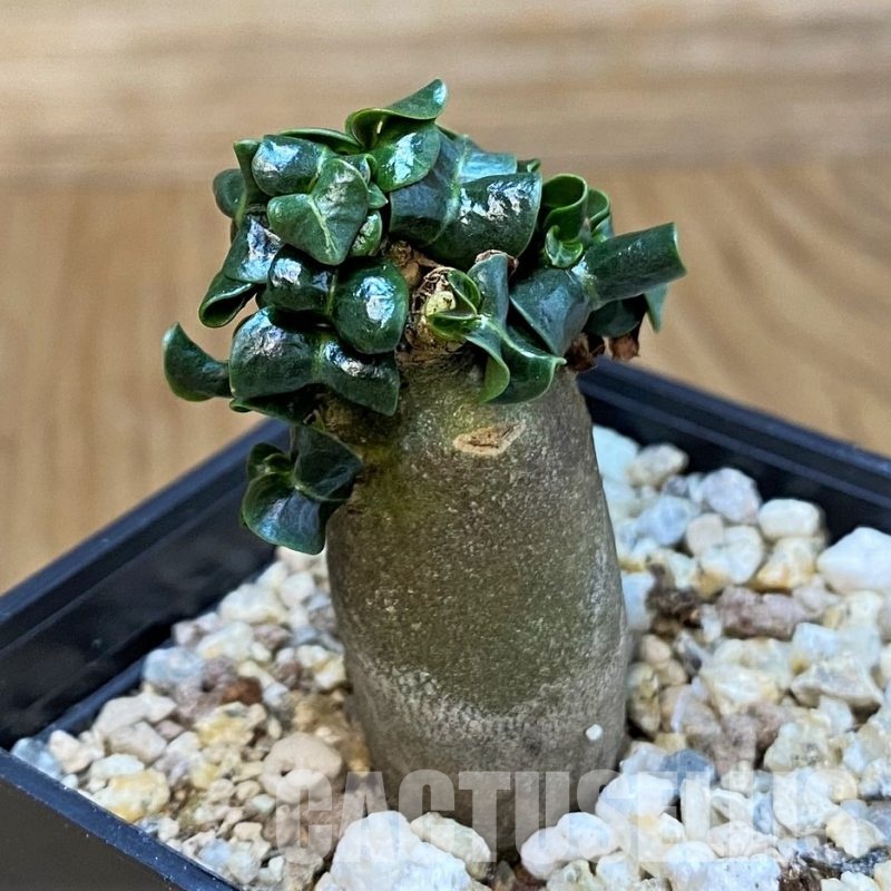 SH29569 Adenium arabicum DHA