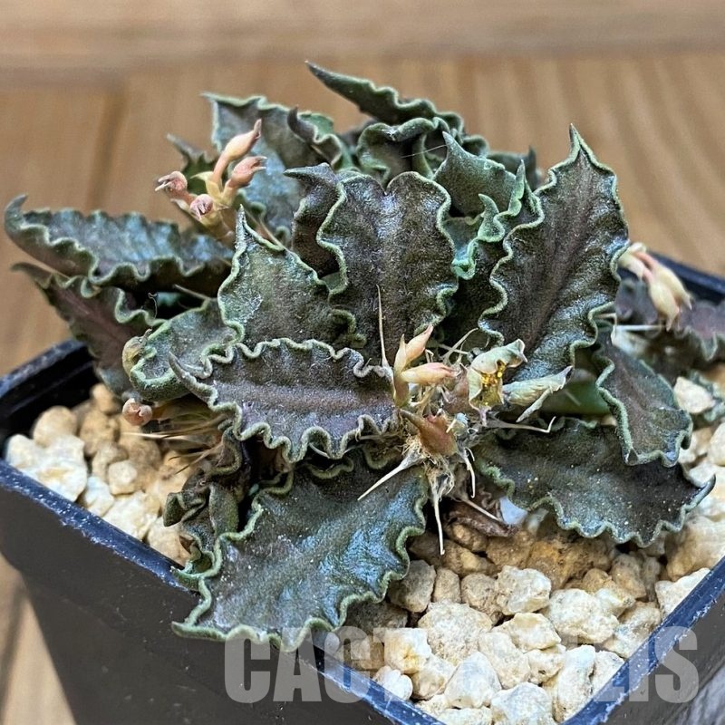 SH29547 Euphorbia tulearensis hybrid