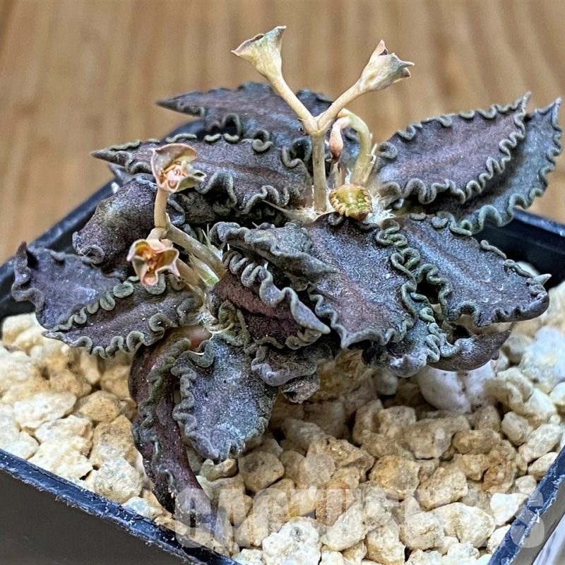 SH29548 Euphorbia tulearensis hybrid