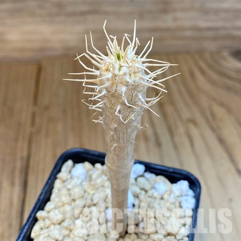 SH29550 Euphorbia guillauminiana