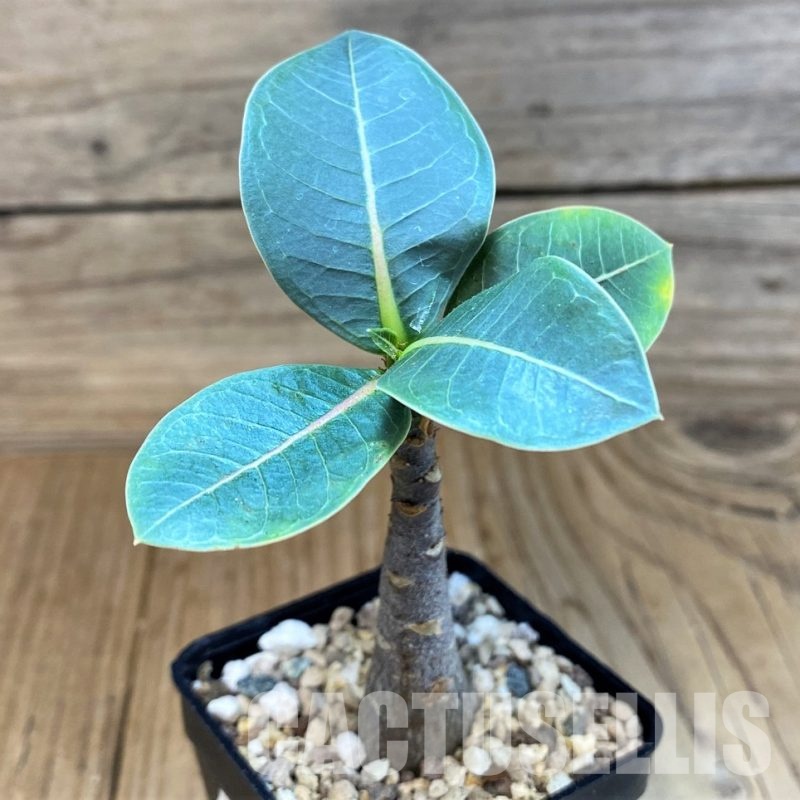 SH29567 Adenium arabicum ‘Black Body’