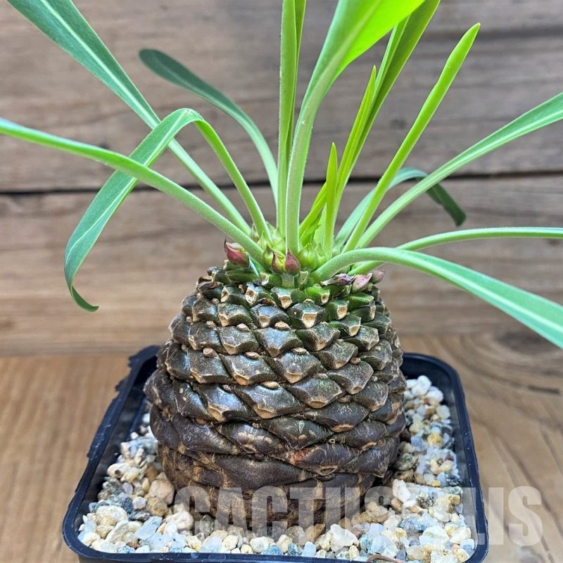 SH29559 Euphorbia bupleurifolia