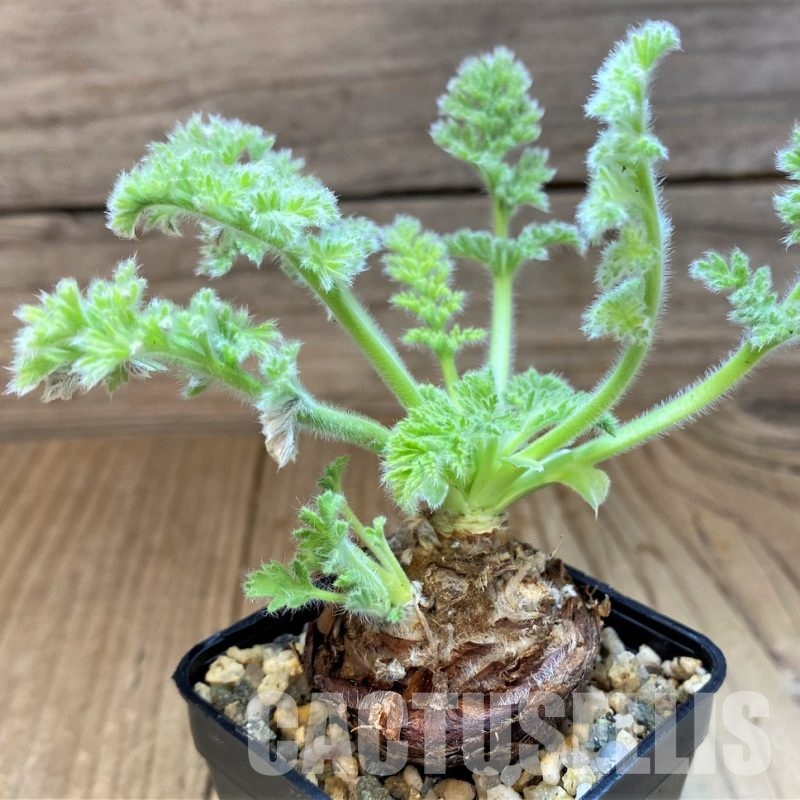 SH29560 Pelargonium triste
