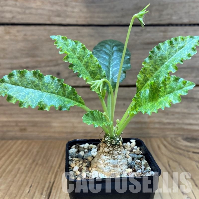 SH29561 Dorstenia hybrid f. variegata