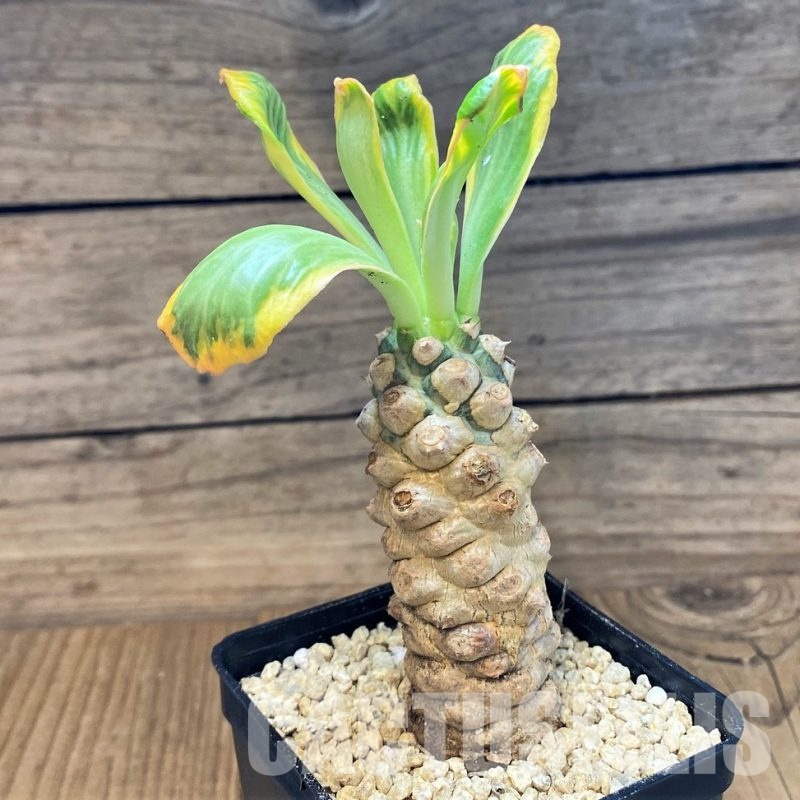 SH29572 Euphorbia poissonii f. variegata