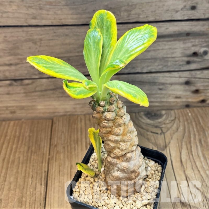 SH29573 Euphorbia poissonii f. variegata