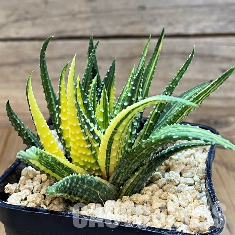 SH29574 Haworthia pumila hybrid f. variegata