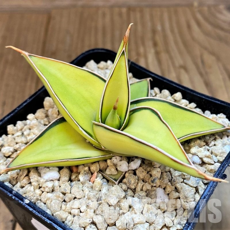 SH29575 Sansevieria lavranos 23251 f. variegata