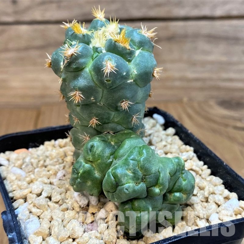 SH29576 Coryphantha bumamma f. monstrosa