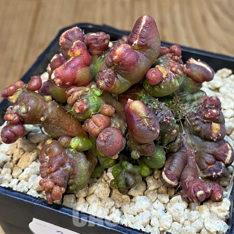 SH29577 Echinopsis ‘Chocolate’ f. cristata