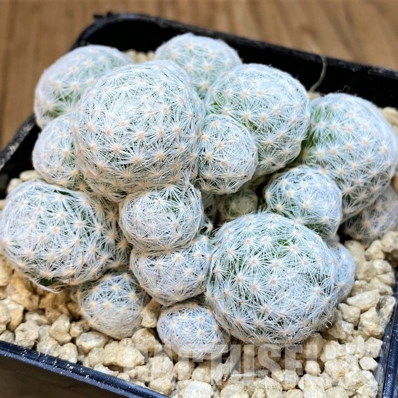 SH29578 Mammillaria humboldtii v. caespitosa