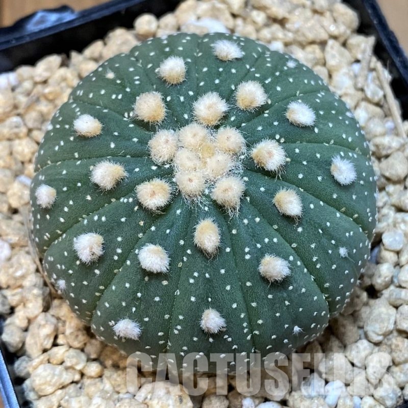 SH29579 Astrophytum asterias f. multicostatum