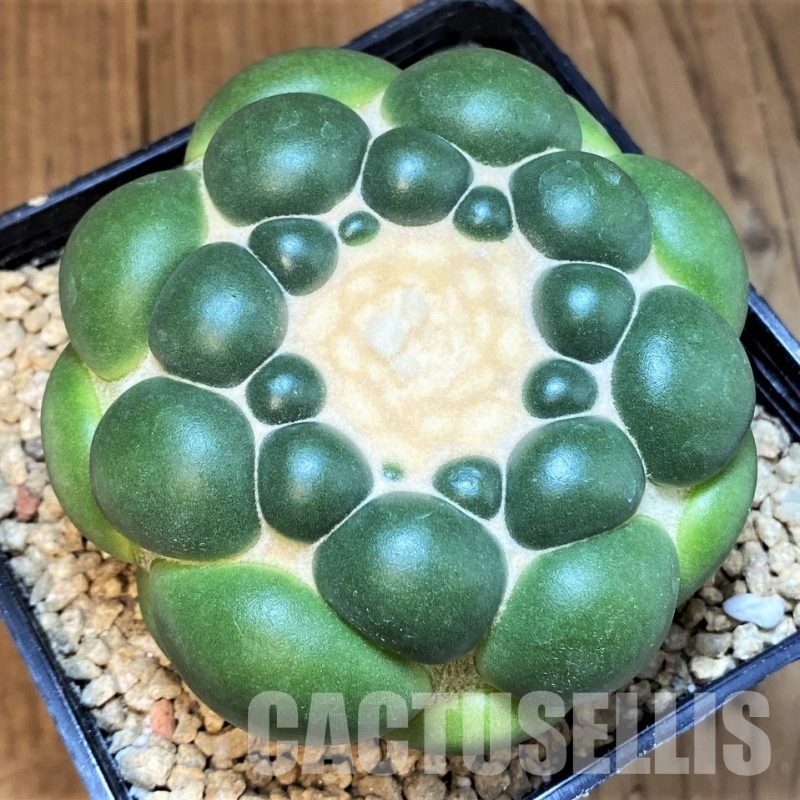 SH29580 Coryphantha elephantidens ‘inermis’