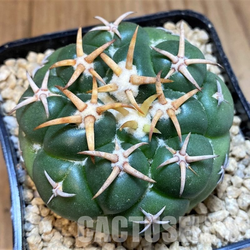SH29582 Coryphantha elephantidens ‘Mini Heart’