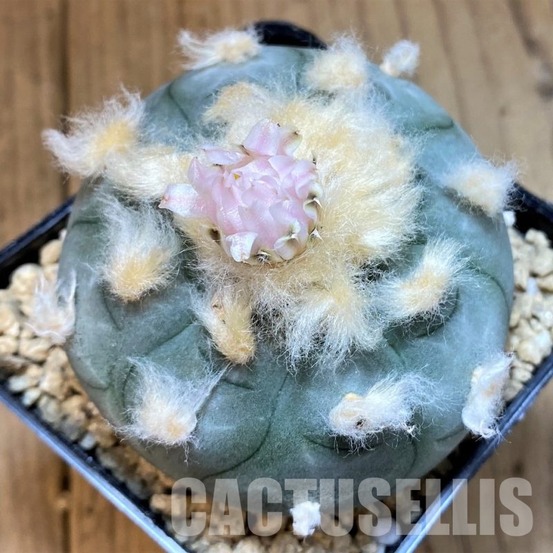 LOT1081    10 SEEDS Anhalonium williamsii 2025