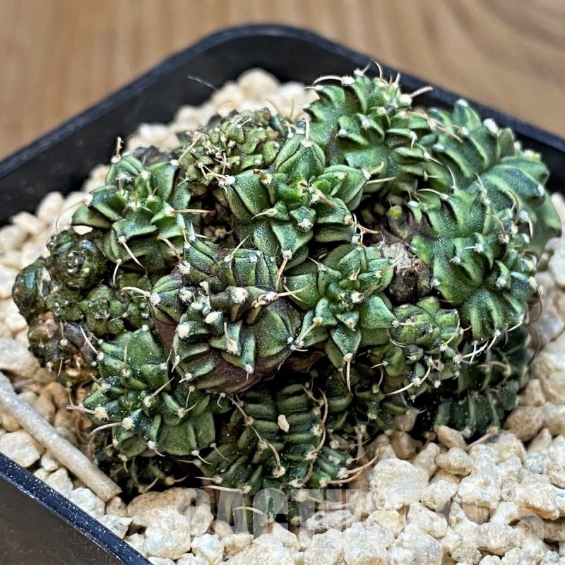 SH29584 Gymnocalycium mihanovichii 'Green Crocodile'