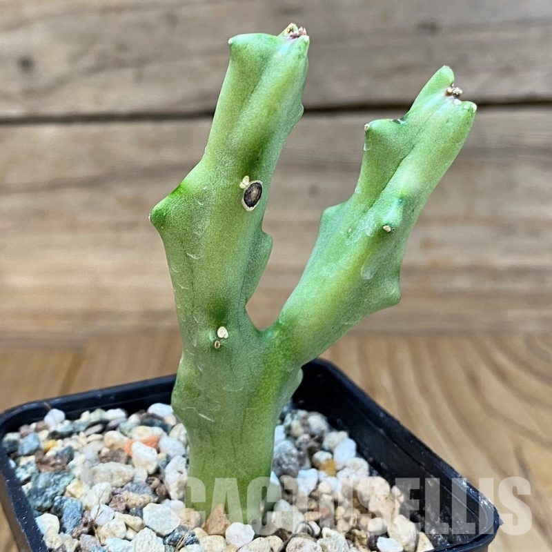 SH29565 Caralluma flava