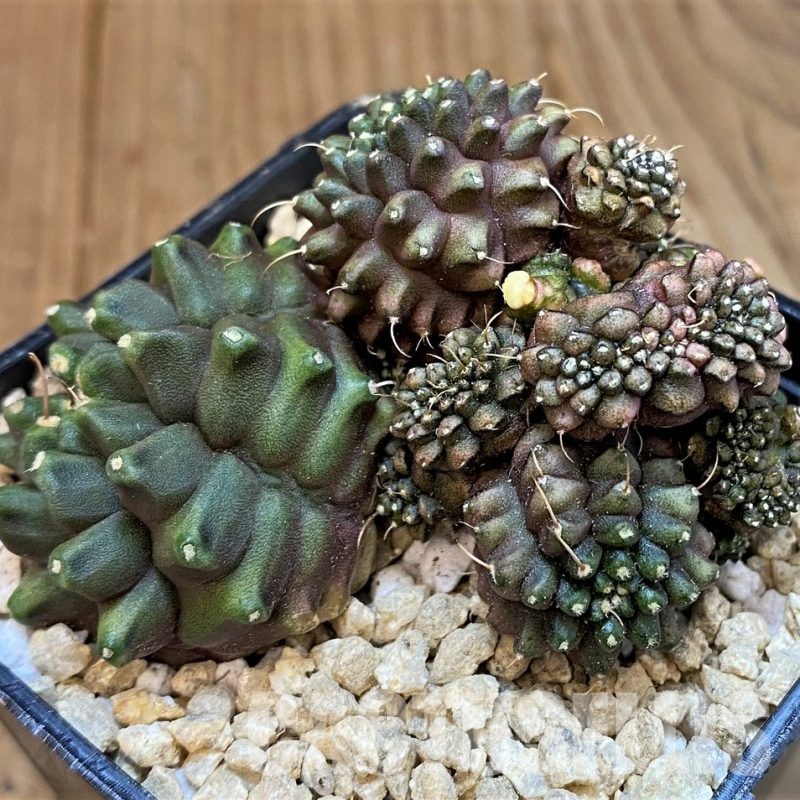 SH29585 Gymnocalycium mihanovichii cristata f. monstrosa -Japan-