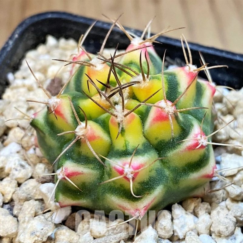 SH29588 Gymnocalycium mihanovichii 'Flower Field'