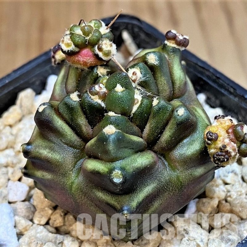 SH29589 Gymnocalycium mihanovichii f. monstrosa, 5 ribs