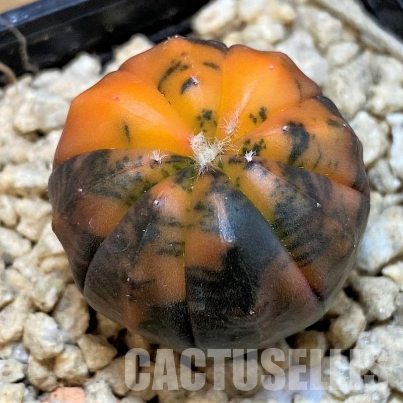 SH29590 Astrophytum asterias ‘Red Purple Skin’ f. variegata