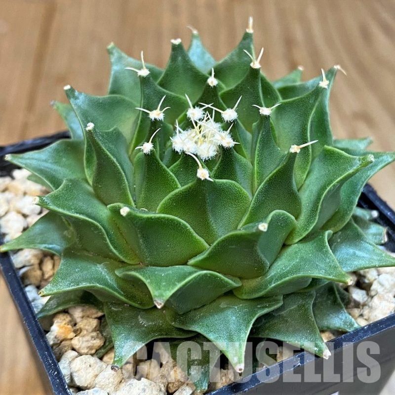 SH29592 Obregonia denegrii