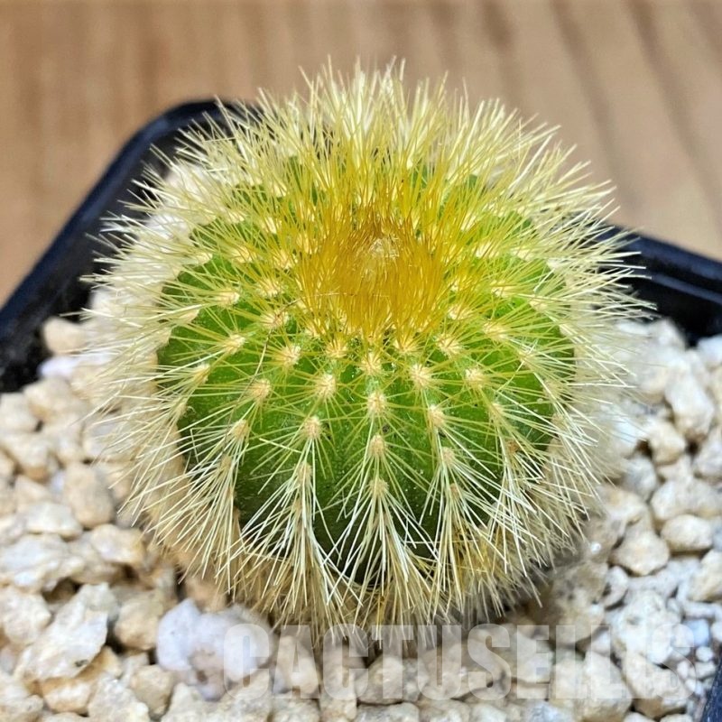 SH29593 Uebelmannia eriocactoides