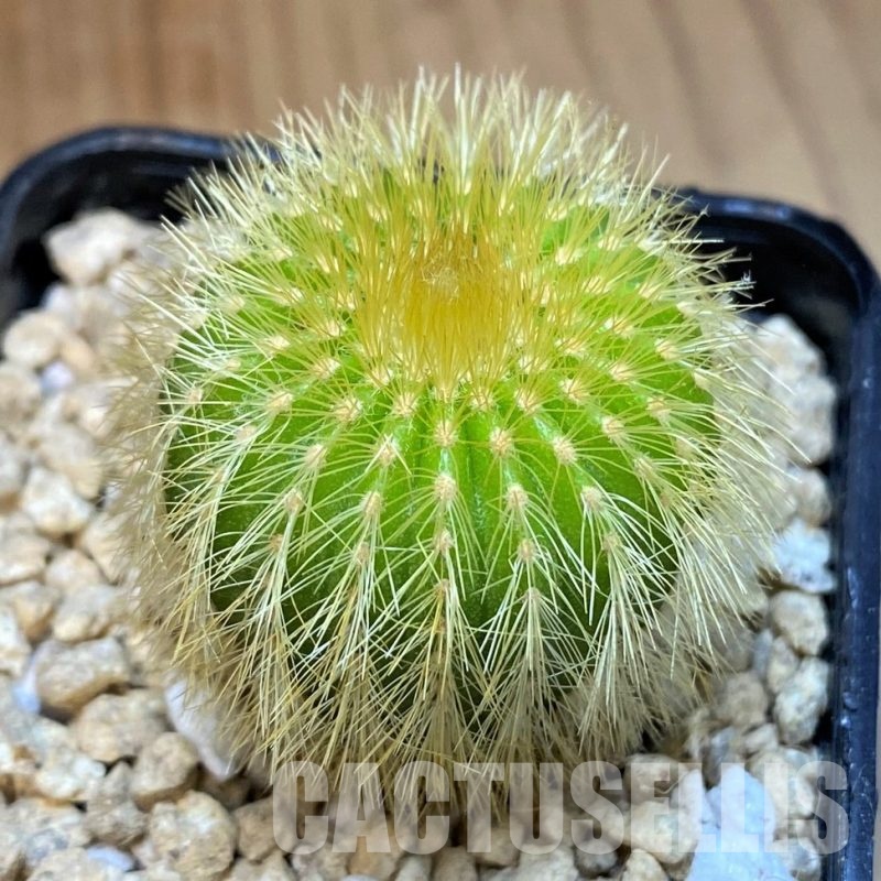 SH29594 Uebelmannia eriocactoides