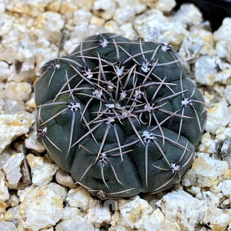 YAR29667 Gymnocalycium nataliae MT7095