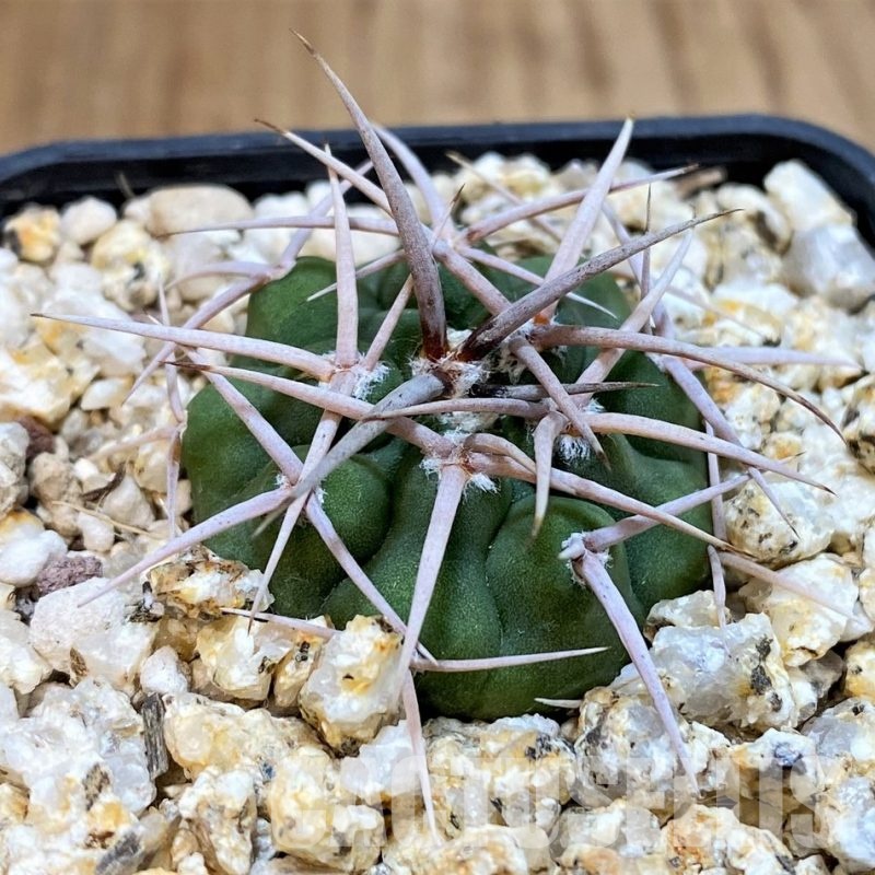 YAR29668 Gymnocalycium ferocior VG512