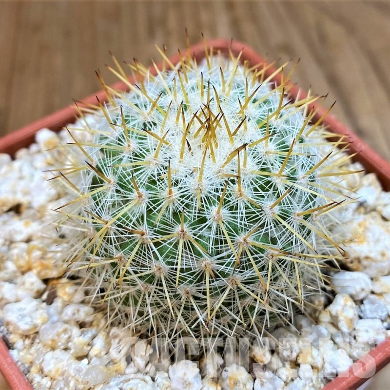 YAR29669 Mammillaria dixanthocentron ssp. flavicentra