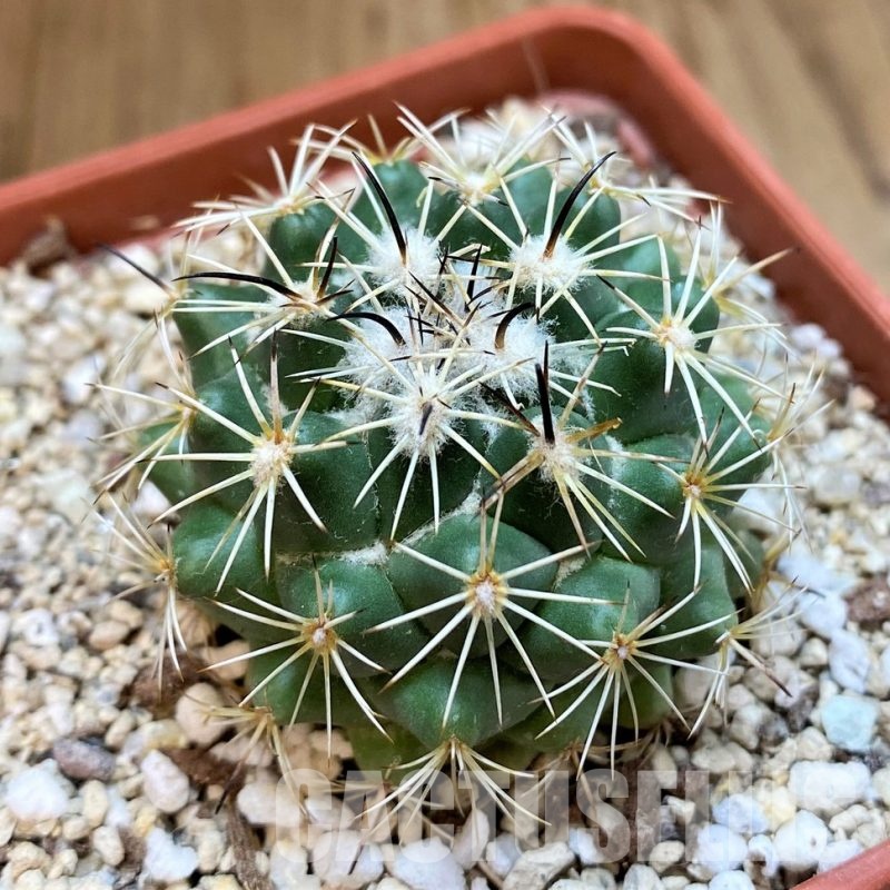 YAR29670 Coryphantha durangensis