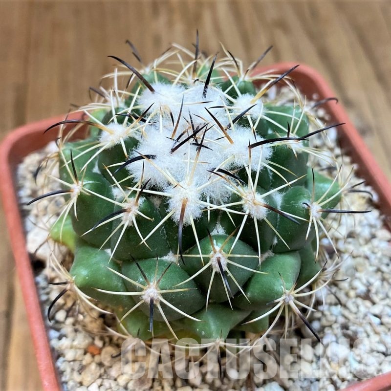 YAR29671 Coryphantha durangensis