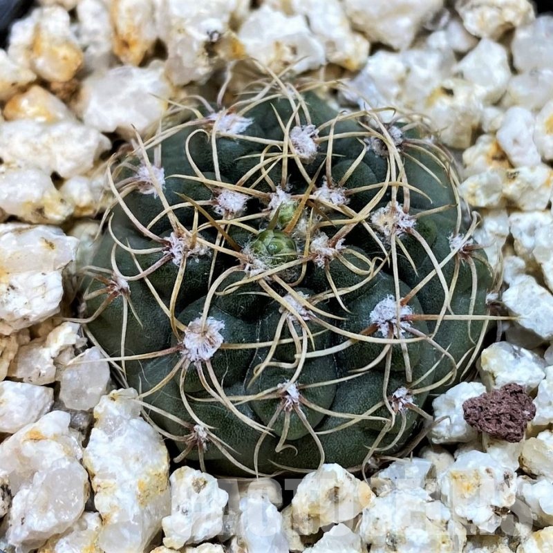 YAR29664 Gymnocalycium gaponii VG503