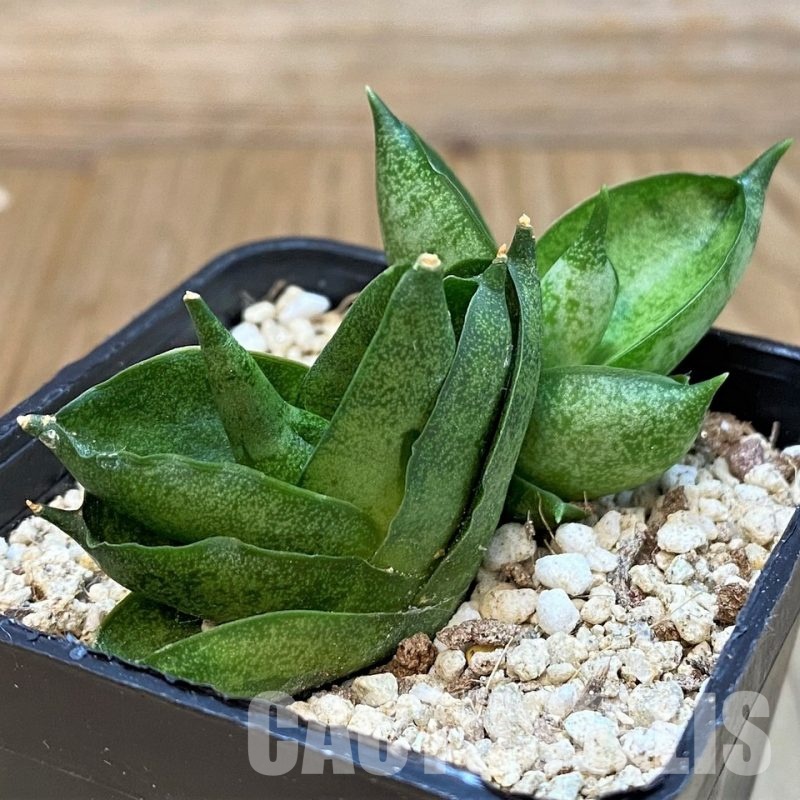 YAR29672 Sansevieria 'Mini Rose' hybrid