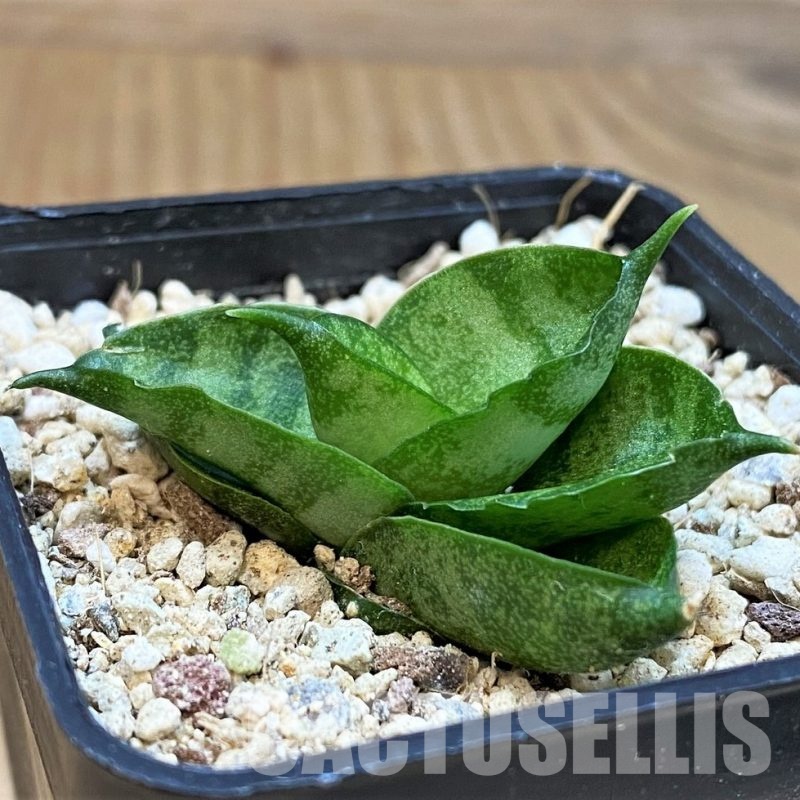 YAR29673 Sansevieria 'Mini Rose' hybrid